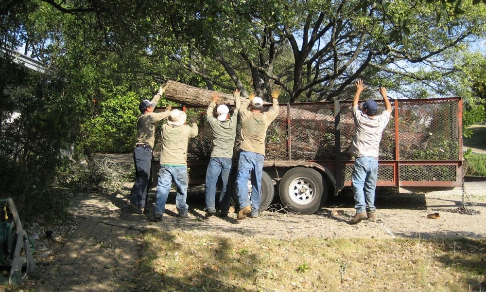 Professional Tree Services Austin Tx, Tree Service Round Rock Texas