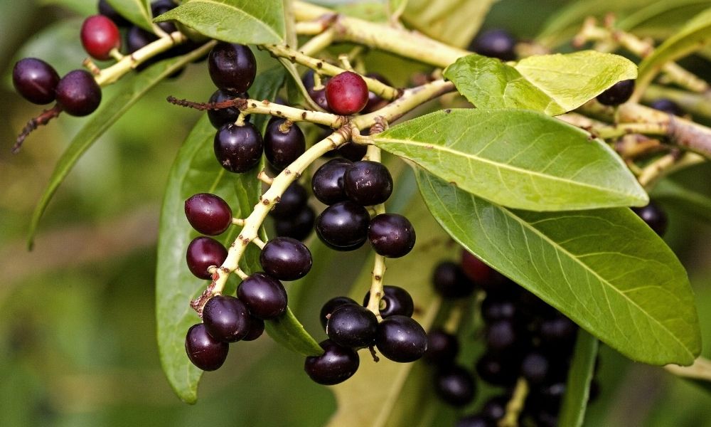 What To Know About Cherry Laurel Trees