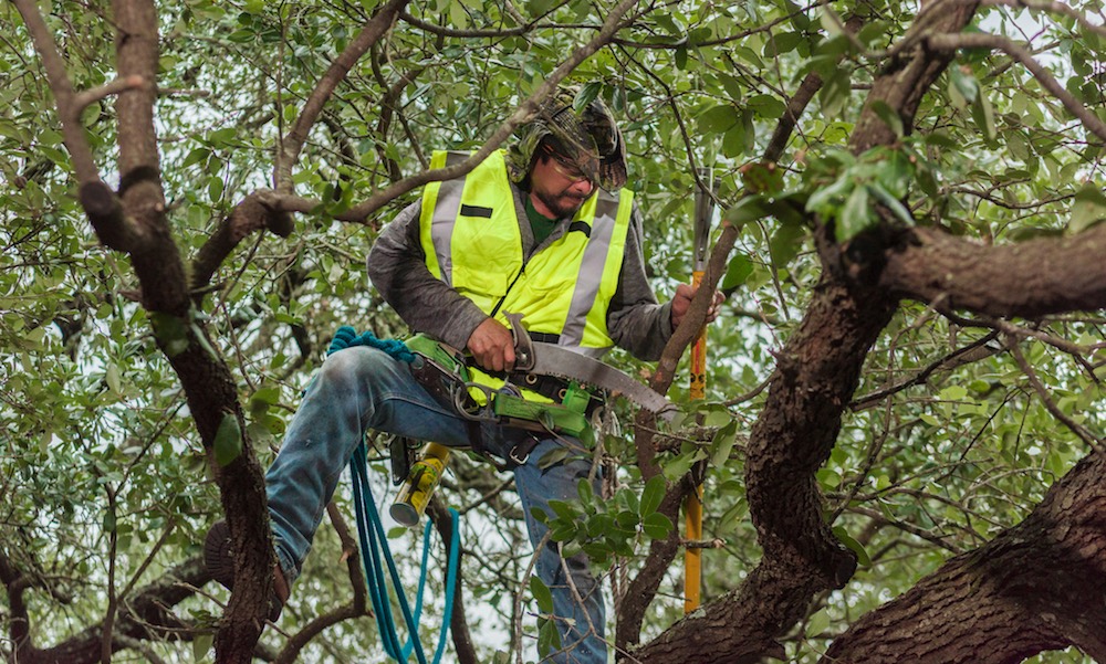 Photo of Sid Mourning Tree Service arborist in Austin, TX