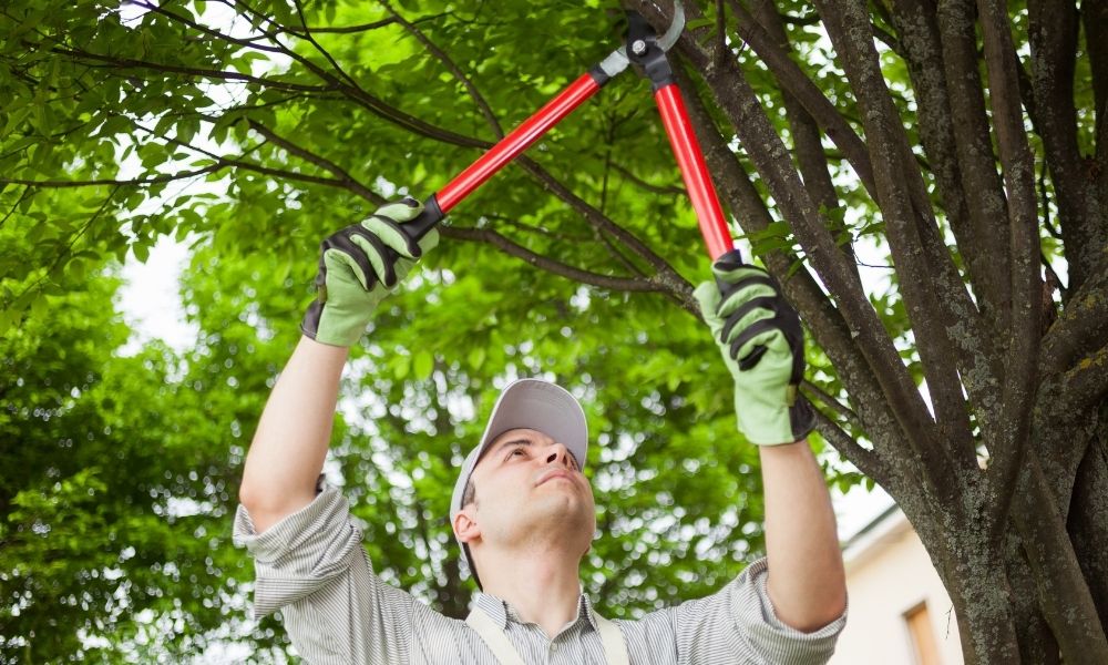 3 Signs Your Trees Have Been Badly Pruned
