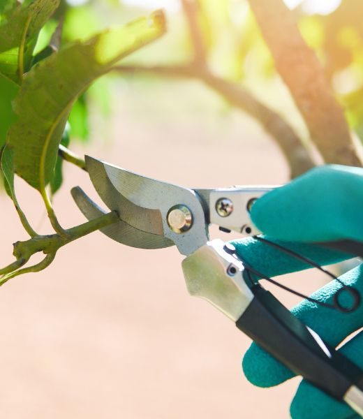 How Often Should You Have Your Trees Pruned